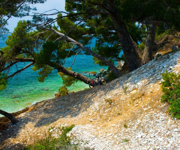 Rovinj-Beach-Golden-Cape-pine-trees